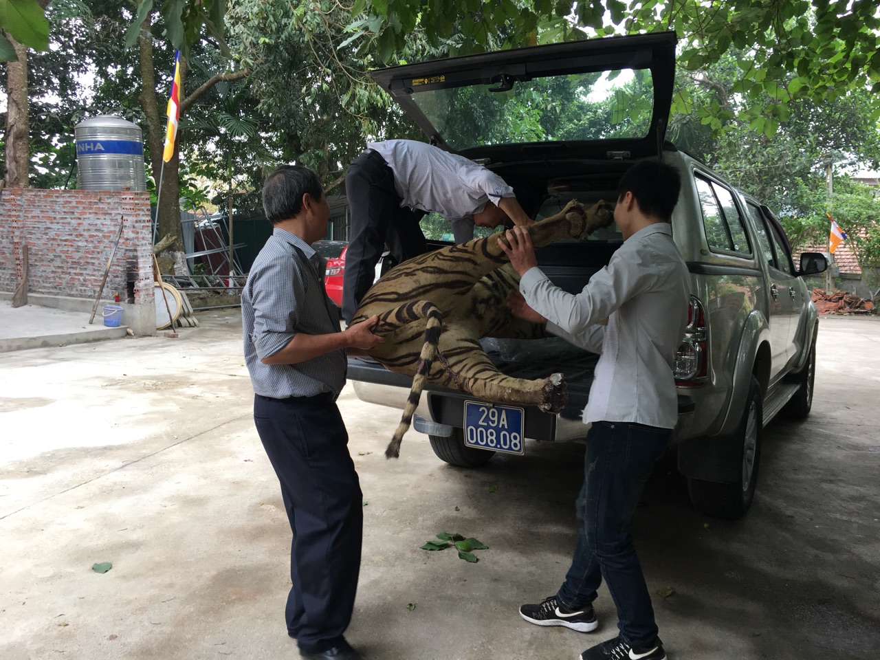 Chuyển[-]giao[-]một[-]tiêu[-]bản[-]hổ[-]về[-]Bảo[-]tàng[-]Thiên[-]nhiên[-]Việt[-]Nam